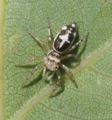 Cosmophasis baehrae
