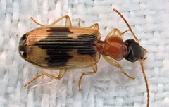 Anomotarus crudelis