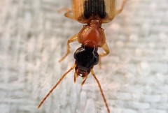 Anomotarus crudelis