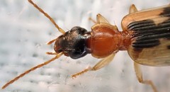 Anomotarus crudelis