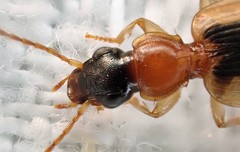 Anomotarus crudelis