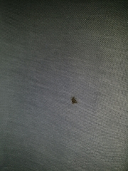 Psectrotanypus dyari