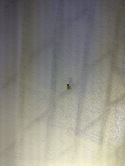 Psectrotanypus dyari