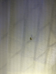 Psectrotanypus dyari