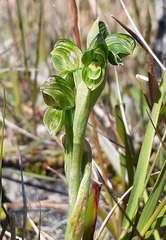 Pterostylis tanypoda