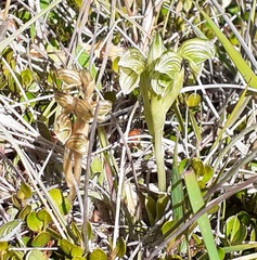 Pterostylis tanypoda