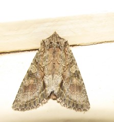 Ichneutica mutans