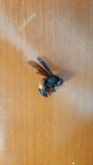 Vespa affinis