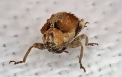 Hyperinae