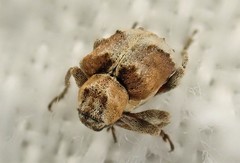 Hyperinae