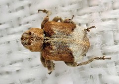 Hyperinae