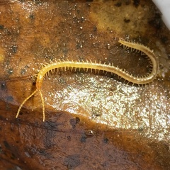 Geophilus flavus