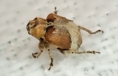 Hyperinae