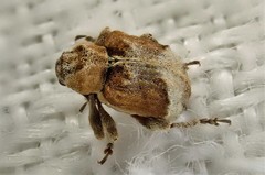 Hyperinae