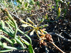 Pelargonium gibbosum