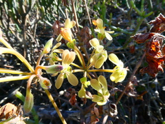 Pelargonium gibbosum
