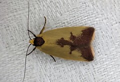 Heliocausta oecophorella