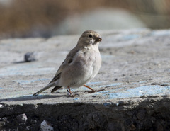 Bucanetes mongolicus