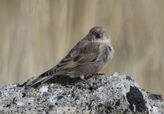 Bucanetes mongolicus