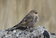 Bucanetes mongolicus