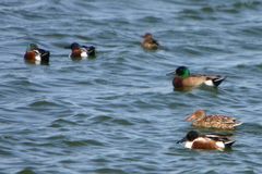 Anas platyrhynchos × Spatula clypeata