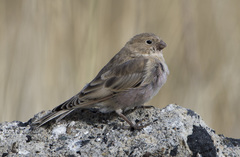 Bucanetes mongolicus