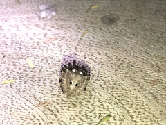 Pararaneus spectator