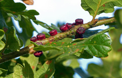 Disholcaspis mellifica