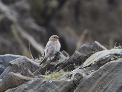 Bucanetes mongolicus