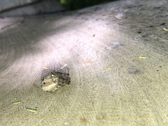 Pararaneus spectator