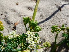 Capnophyllum africanum