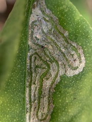 Phyllocnistis citrella