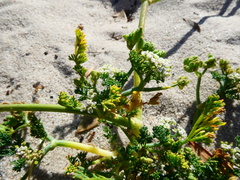 Capnophyllum africanum