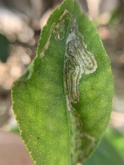 Phyllocnistis citrella