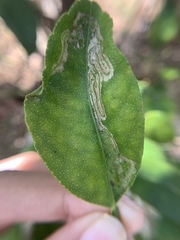 Phyllocnistis citrella