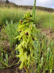 Orthochilus foliosus