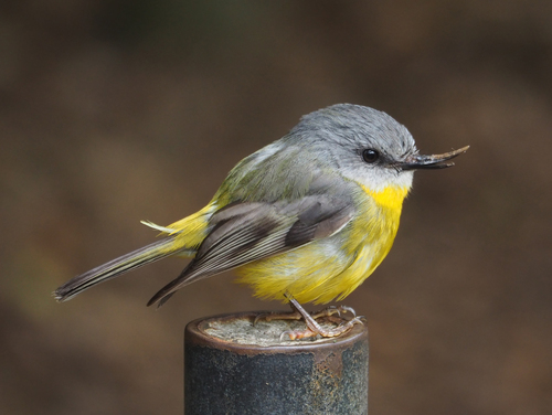 Eastern Yellow Robin, photo 7 of 7