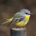 Eastern Yellow Robin - Photo (c) Jenny Donald, some rights reserved (CC BY-NC), uploaded by Jenny Donald