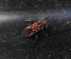 Spilostethus decoratus