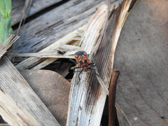 Spilostethus decoratus