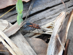 Spilostethus decoratus