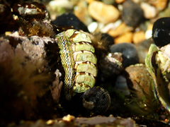 Sypharochiton