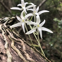 Mystacidium capense