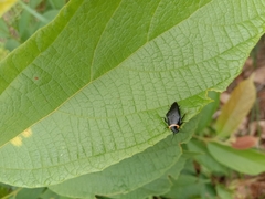 Hemithyrsocera palliata