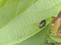 Hemithyrsocera palliata