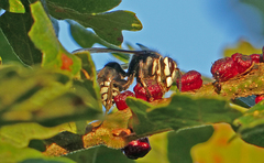 Disholcaspis mellifica