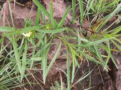 Crabbea angustifolia