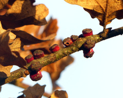 Disholcaspis mellifica