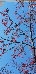 Cornus officinalis
