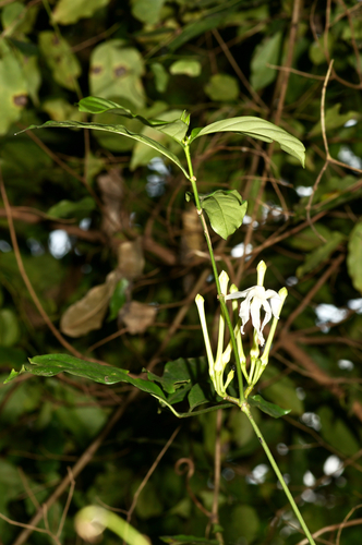 Tabernaemontana glandulosa image